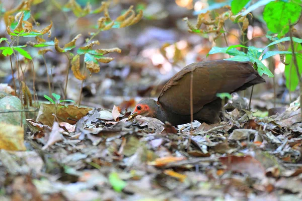 Aves Corral Filipinas Megapodius Cumingii Isla Palawan Filipinas — Foto de Stock