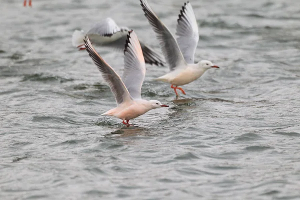 Gaviota Pico Delgado Chroicocephalus Genei Turquía —  Fotos de Stock