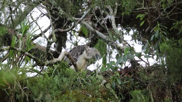 Grand Aigle Philippin Pithecophaga Jefferyi Nichant Mindanao Philippines — Video