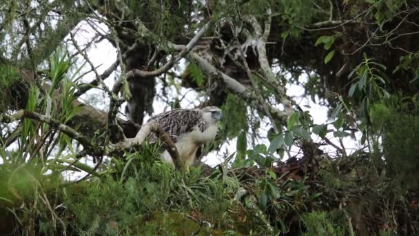 Grande Aquila Filippina Pithecophaga Jefferyi Nidifica Mindanao Filippine — Video Stock