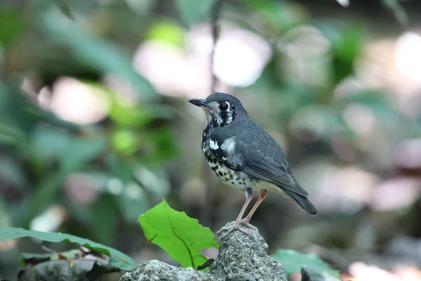 フィリピン ルソン島で粉を吹いたツグミ Geokichla Cinerea — ストック写真