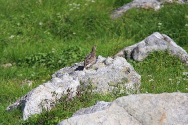 Rock ptarmigan (Lagopus muta) Japonya'da