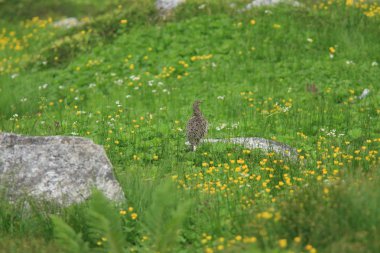 Rock ptarmigan (Lagopus muta) Japonya'da
