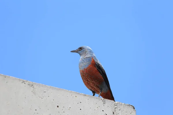 Blue Rock Thrush (Monticola solitarius philippensis) in Japan