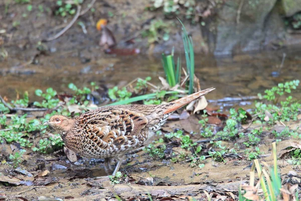 Copper Pheasant Syrmaticus Soemmerringii Subrufus Japan — Stock Photo, Image