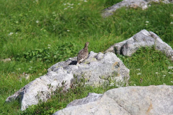 Rock ptarmigan (Lagopus muta) Japonya'da
