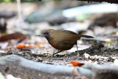 Dalat, Güney Vietnam içinde portakal göğüslü laughingthrush (Garrulax annamensis)