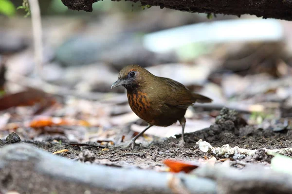 Grive Rieuse Poitrine Orange Garrulax Annamensis Dalat Sud Vietnam — Photo