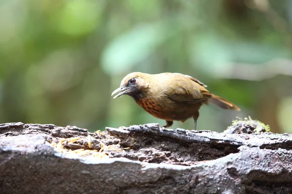 南越大叻 Laughingthrush Garrulax Annamensis 橙排扣 — 图库照片