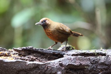 Dalat, Güney Vietnam içinde portakal göğüslü laughingthrush (Garrulax annamensis)