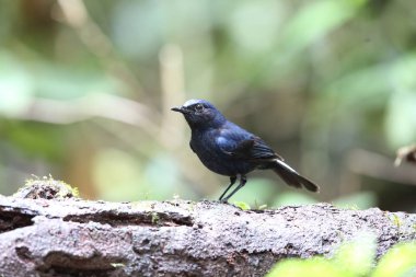 Robin (Myiomela leucura) Dalat, Vietnam'da erkek beyaz kuyruklu