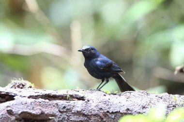 Robin (Myiomela leucura) Dalat, Vietnam'da erkek beyaz kuyruklu