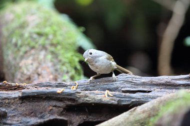 Dalat, Vietnam için dağ fulvetta (Alcippe peracensis)