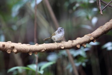 Dalat, Vietnam için dağ fulvetta (Alcippe peracensis)