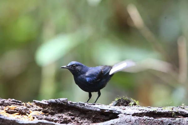 White Tailed Robin Myiomela Leucura Male Dalat Vietnam — Stock Photo, Image