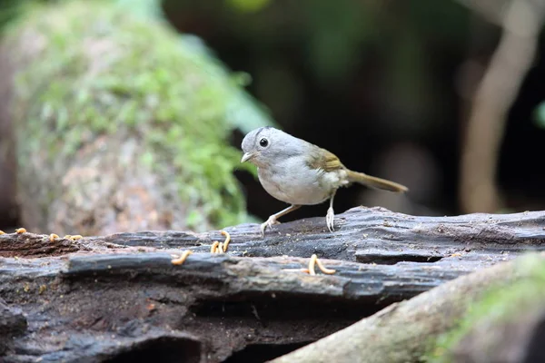 Mountain Fulvetta Alcippe Peracensis Dalat Vietnam — Stock Photo, Image