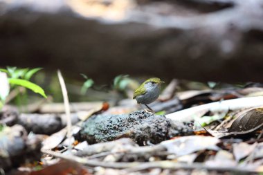 Dalat, Vietnam için gri karınlı tesia (Tesia cyaniventer)