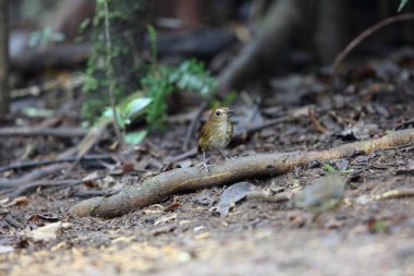 Dalat, Vietnam için daha az shortwing (Brachypteryx leucophris)