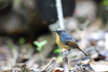 Dalat, Vietnam için karlı kaşlı sinekkapan (Ficedula hyperythra)