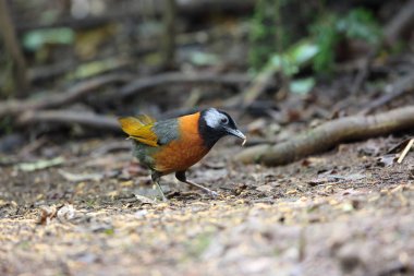 Yakalı laughingthrush (Trochalopteron yersini) Da lat, Vietnam