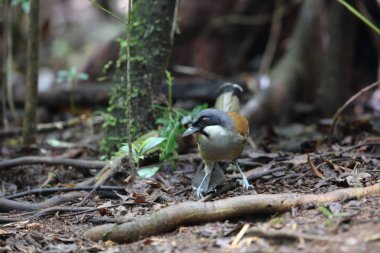 Laughingthrush (Garrulax vassali) Da lat, Vietnam, beyaz yanaklı