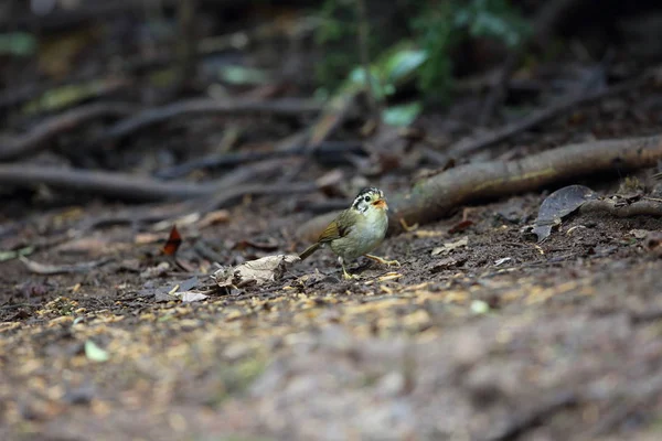 Fulvetta Coroa Preta Fulvetta Asa Rufa Alcippe Klossi Dalat Vietname — Fotografia de Stock