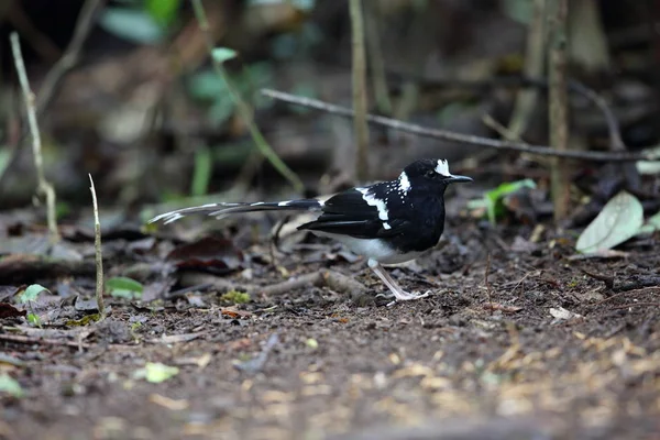 Fläckig Klyvstjärt Enicurus Maculatus Dalat Vietnam — Stockfoto