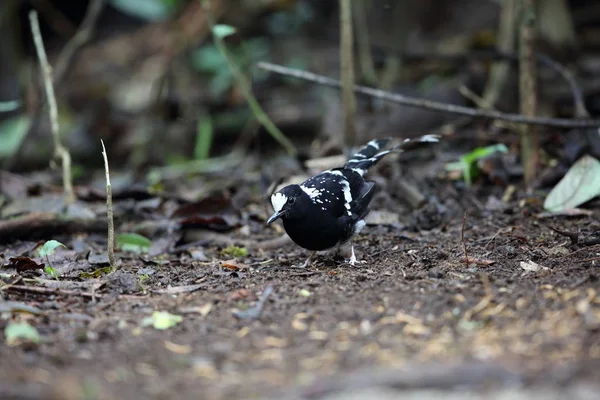 Forktail Manchado Enicurus Maculatus Dalat Vietnam — Foto de Stock