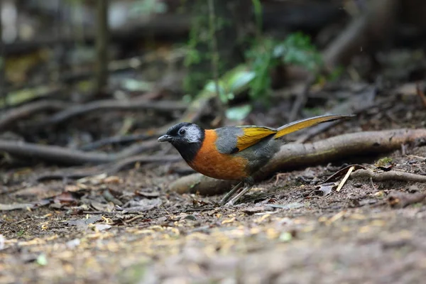 Yakalı laughingthrush (Trochalopteron yersini) Da lat, Vietnam