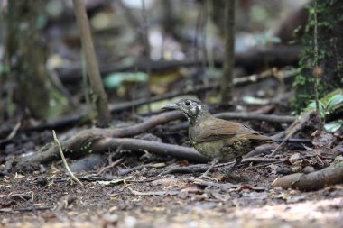 Dalat, Vietnam için karanlık taraflı ardıç (Zoothera marginata)