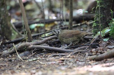 Dalat, Vietnam için karanlık taraflı ardıç (Zoothera marginata)