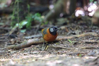 Yakalı laughingthrush (Trochalopteron yersini) Da lat, Vietnam