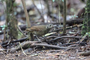 Dalat, Vietnam için karanlık taraflı ardıç (Zoothera marginata)