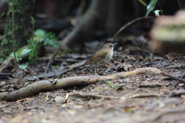Dalat, Vietnam için daha az shortwing (Brachypteryx leucophris)