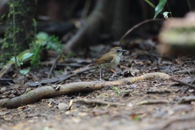 Dalat, Vietnam için daha az shortwing (Brachypteryx leucophris)