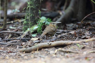 Çinhindi Wren-yedikardeşi (Rimator danjoui) olarak Da lat, Vietnam