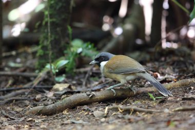 Laughingthrush (Garrulax vassali) Da lat, Vietnam, beyaz yanaklı
