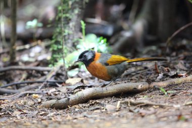 Yakalı laughingthrush (Trochalopteron yersini) Da lat, Vietnam