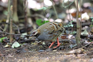 Kızıl gerdanlı keklik (Arborophila rufogularis) olarak Da lat, Vietnam