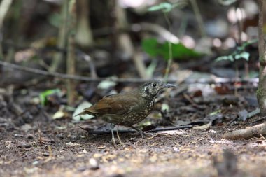 Karanlık taraflı ardıç (Zoothera marginata) olarak Da lat, Vietnam