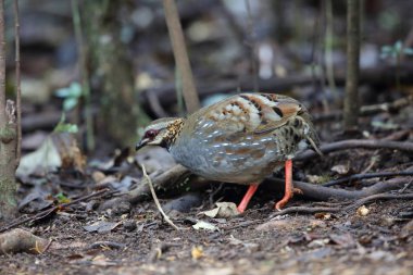 Kızıl gerdanlı keklik (Arborophila rufogularis) olarak Da lat, Vietnam
