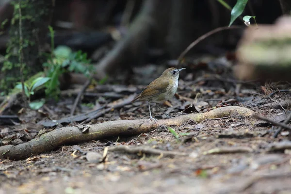 Dalat, Vietnam için daha az shortwing (Brachypteryx leucophris)