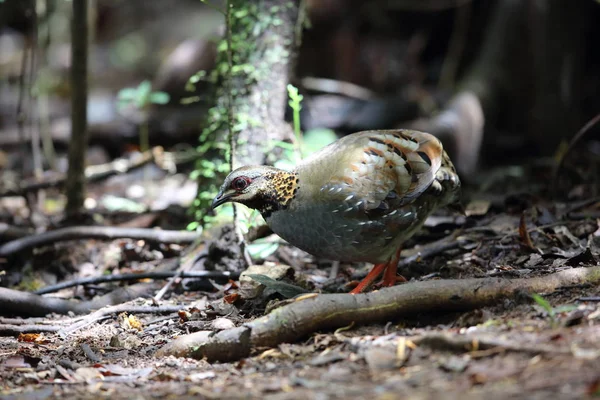 Rufous Throated Kuropatwa Arborophila Rufogularis Dalat Wietnam — Zdjęcie stockowe