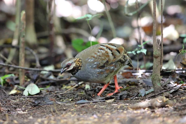 Kızıl gerdanlı keklik (Arborophila rufogularis) olarak Da lat, Vietnam