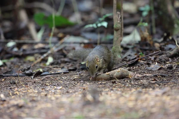 Scoiattolo Dalle Guance Rosse Asiatico Dremomys Rufigenis Lat Vietnam — Foto Stock