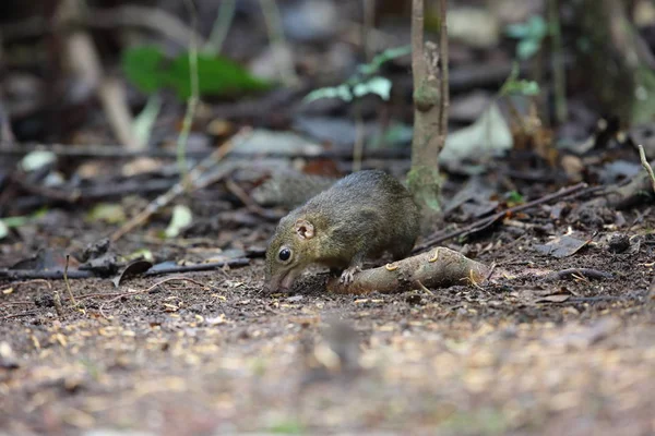 Scoiattolo Dalle Guance Rosse Asiatico Dremomys Rufigenis Lat Vietnam — Foto Stock