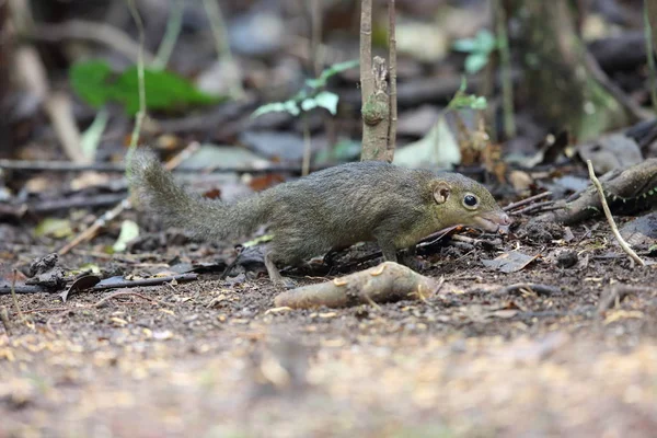 Ardilla Asiática Mejillas Rojas Dremomys Rufigenis Lat Vietnam — Foto de Stock