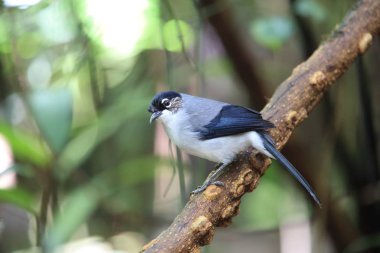 Dalat, Vietnam için karabaş Sibia (Heterophasia desgodinsi robinsoni)