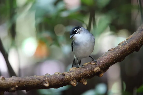 Black Headed Krásné Ňadra Heterophasia Desgodinsi Robinsoni Dalat Vietnam — Stock fotografie