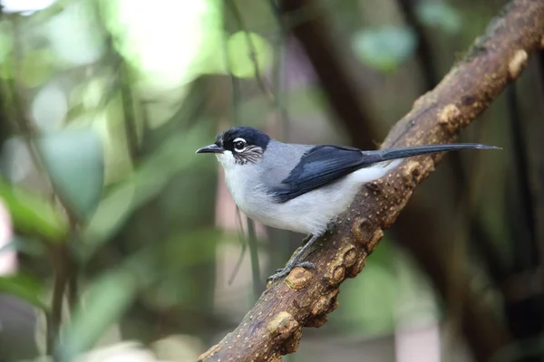 Sibia Cabeza Negra Heterophasia Desgodinsi Robinsoni Dalat Vietnam — Foto de Stock